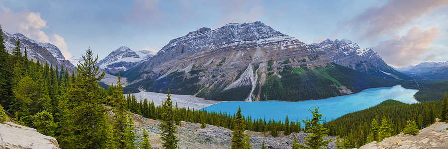 加拿大班夫国家公园Peyto湖 作为狐狸头的山区湖在加拿大旅游者中很受欢迎蓝色荒野环境旅游旅行远足爬坡地形森林岩石背景图片
