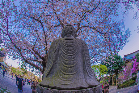 盛开的樱花和金库拉哈塞根吉花瓣铜像景点历史寺庙粉色神社植物旅游机构背景图片