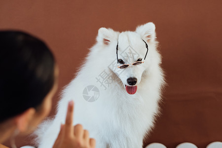 白雪雪狗饲养日本喷口水 配有太阳眼镜 以摄影为目的背景图片