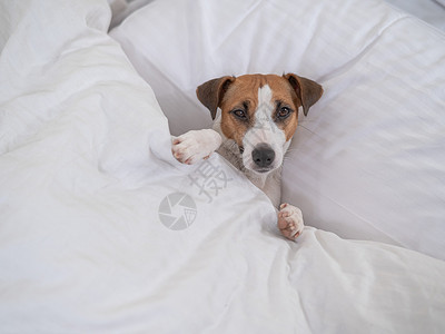狗躺在床底下 宠物睡在卧室里毯子午休说谎兽医动物发烧拥抱鼻子午睡天气背景
