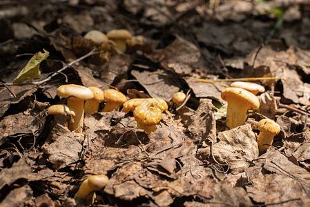 秋林中生长的野橙蘑菇高歌背景图片