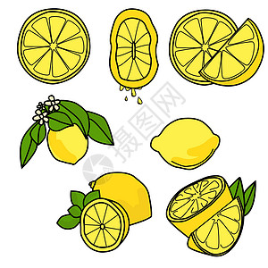 水果变异一系列柠檬 全柠檬 半分柠檬 切片 叶子和鲜花 多种变异的果汁柑橘 矢量插图插画