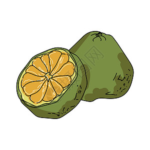 格利登乌格利绿色异国柑橘 不寻常的多汁果 矢量手画图插画