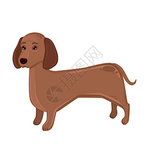 有趣棕色狗现实的狗 Dachshund 在白色背景上繁殖 - 矢量插画