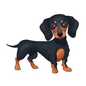 有趣棕色狗现实的黑狗Dachshund在白色背景下繁殖 - 矢量插画