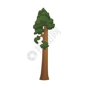 红杉树世界上现实的绿色最高的树 在白色背景上 白种树叶  矢量森林地标植物群海报插图艺术打印国家风景视觉插画