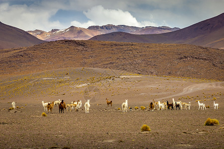 阿塔卡马沙漠野外的瓜纳科斯和美洲驼群 安第斯高原高清图片