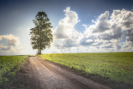 南里奥格兰德巴西南部州农村和土路的单树桉树乡村环境风光领域泥路田园土地小麦农业背景