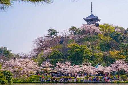 三全育人樱花花和全盛开的日本花园胜利三园庭园传统天空风格财产木制花瓣樱花背景