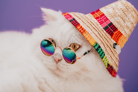 白色圆框素材高地直毛猫 长毛 圆框眼镜 彩虹草帽 时尚 风格 酷动物的概念 工作室肖像 白色猫咪接近紫罗兰色或紫色小猫毛皮运动打猎框架乐趣日背景