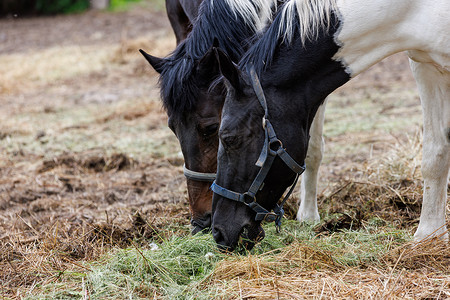 夏日 两匹马在踏板上吃地上的干草     有选择的焦点闭合农场鬃毛马具喂养食物晴天场景哺乳动物团体草地背景
