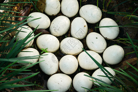 绿色草地最上方视野的奥氏蛋鸵鸟食物白色饮食高清图片