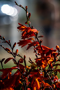 花瓶里的夏花桌子房间花瓣装饰风格红色植物群百合背景图片