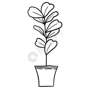 手绘卡通植物花黑色线条轮廓卡通风格的锅中的小提琴叶榕 为室内设计涂色的室内植物花卉植物 采用简单的极简主义设计 植物女士礼物背景