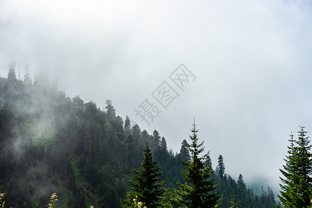 巴赫马罗古里亚格罗吉亚地区的高加索山脉森林小路天空蓝色旅行娱乐植物乡村旅游绿色背景