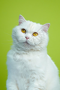 绿色的眼睛白色毛皮猫的可爱肖像 在绿色染色体背景上 工作室照片 豪华孤立的家庭小猫打猎晶须框架眼睛动物玻璃鼻子哺乳动物猫科动物乐趣背景
