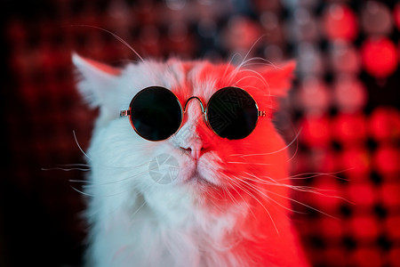 闪亮的猫迪斯科毛茸茸的猫在工作室霓虹闪亮的墙上戴着时尚眼镜的肖像 戴着眼镜的豪华家猫在银红色背景上摆姿势毛皮鼻子游戏宠物爪子动物框架打猎背景