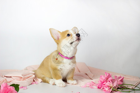 威尔士犬威尔斯科吉彭布罗克小狗在花朵中宠物婴儿幸福工作室哺乳动物朋友快乐毯子幼兽舌头背景