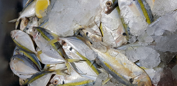 有选择性的焦点 新鲜渔业产品 黄鱼或黄鳟鱼流产尾鲹黄条食物海鲜尾巴美食菜单烹饪细长鲹柠檬背景图片