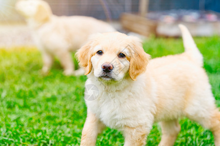 沃特顿白人背景的金色可爱小狗 霍瓦瓦人种 可爱的小狗金发宠物白色友谊动物毯子背景