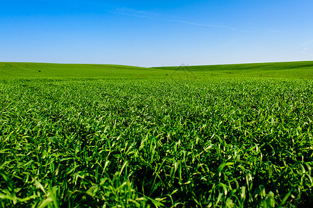告密者乌克兰绿色麦田 蓝天和太阳 白云 仙境 未成熟的绿色麦田在夏天日落天空下与云 未成熟的绿色麦田在夏天日落天空下与云生长背景空地生背景