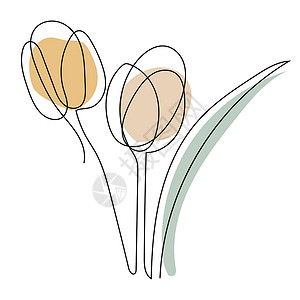 郁金香花系列艺术 轮廓绘画 最小化艺术草图郁金香植物叶子插图背景图片