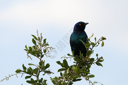 普罗迪纳大蓝眼星鸟在分形上围绕(拉姆普罗迪诺沙lybaeus)背景