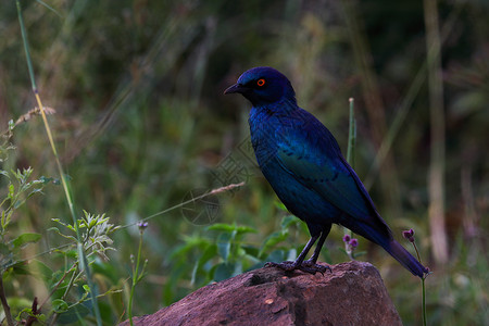 岩石上大蓝眼星鸟(拉姆普罗迪诺沙lybaeus)高清图片