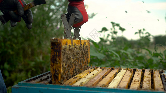 养蜂人工具自然收成高清图片