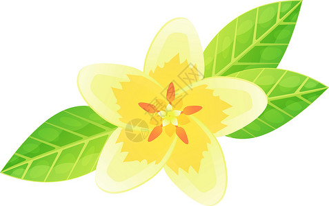 异国情调的鸡蛋花 巴厘岛或夏威夷热带花卉概念 白色带黄色花瓣 可用于夏季丛林婚礼或派对设计 在白色背景上孤立的平面卡通插图中的股背景图片