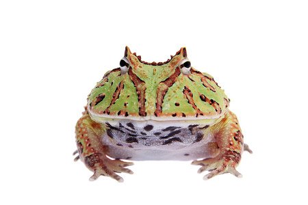青蛙动物幻想角蛙在白色上被孤立生物学异国野生动物濒危动物学动物情调宠物橙子大嘴背景