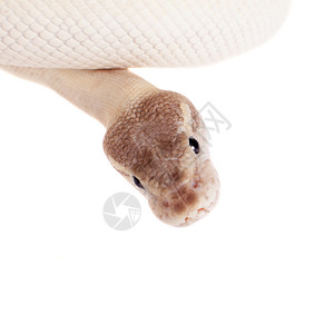 皇家Python 或球 Python在白色上蛇皮卷曲生物濒危捕食者突变异国少年野生动物基因背景图片