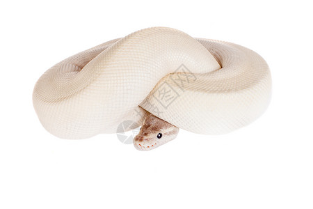 皇家Python 或球 Python在白色上生物爬行动物球蟒基因动物卷曲情调少年野生动物动物群背景图片