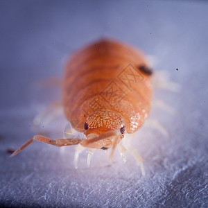 橙色甲虫肥猪库存照片高清图片