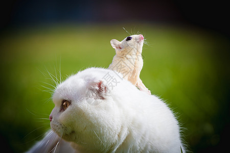 异国情调的猫白苏格兰手猫 在草地上有白糖滑翔机宠物荒野家畜主题大眼睛乐趣哺乳动物毛皮野生动物胡须背景