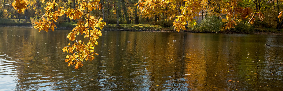 醇厚的秋天橡树枝向秋季森林中的水鞠躬 秋天的颜色 秋天的树在公园里 晴朗的天气 黄色的秋叶和树枝映衬着蓝天植物群金子橙子池塘季节晴天树叶叶背景