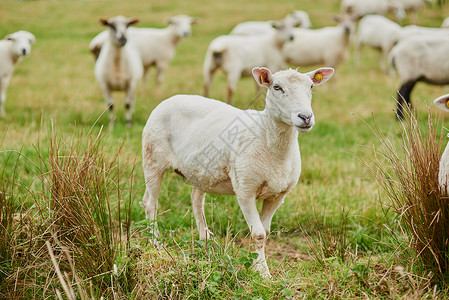 羊外腰有人说那里有食物吗? 一群羊在田地上放牧 同时向农场外的一个方向看背景