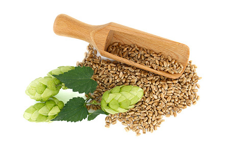 新鲜的绿花锥子和小麦颗粒加白高清图片
