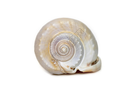 灰色贝壳壳的图像 俗称灰色帽子或 glaucus 帽子 是一种大型海蜗牛 一种海洋腹足类软体动物 属于 Cassidae 家族 头盔蜗牛背景