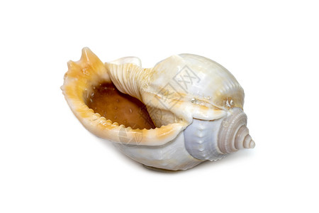 灰色贝壳壳的图像 俗称灰色帽子或 glaucus 帽子 是一种大型海蜗牛 一种海洋腹足类软体动物 属于 Cassidae 家族 头盔蜗牛背景