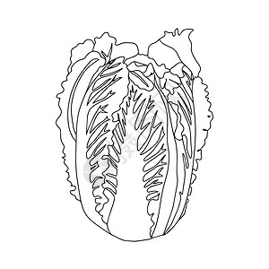 炒卷心菜手画中国卷心菜的草图设计图片