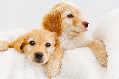 沃特敦白毯子上躺着的可爱小布龙狗 这是在德国长大的Hovawart作为一只手表狗小狗白色宠物动物金发友谊毯子背景