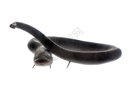 突击双趾 amphiuma amphiuma 意味着 在白色野生动物荒野橙子动物群尾巴动物园生物学黑色脊椎动物小动物背景