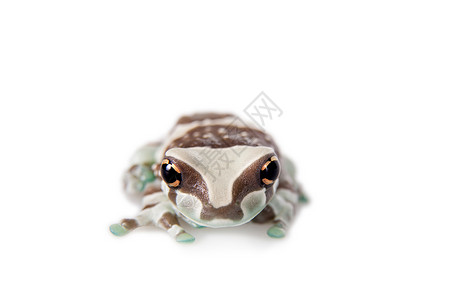 亚马逊牛奶蛙蓝色的湿的高清图片