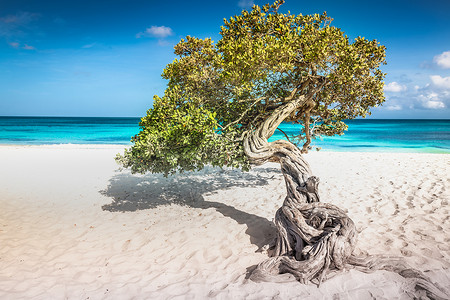 荷属安的列斯群岛阿鲁巴岛上带有divi Divi树的Eagle海滩旅游热带省会游客晴天阴影假期天空太阳目的地背景