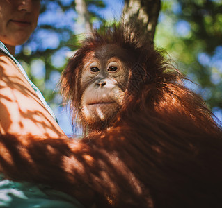 加里最可爱的婴儿猩猩 挂在动物园的树上灵长类橙子哺乳动物孩子毛皮热带保护女士濒危丛林背景