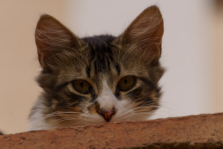 一个常见的流浪猫脸孔缝合高清图片