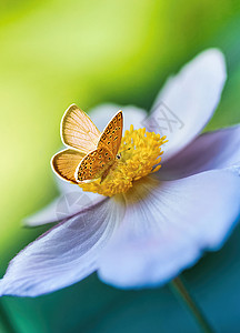 花瓣动画明春清晨 美丽的白花动画在大自然和橙蝴蝶上 绿色背景 宏观和柔软焦点 优美的令人惊叹的艺术形象翅膀橙子晴天昆虫花园环境野生动物季背景