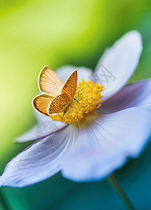 花瓣动画明春清晨 美丽的白花动画在大自然和橙蝴蝶上 绿色背景 宏观和柔软焦点 优美的令人惊叹的艺术形象植物植物学草地野生动物季节翅膀晴天背景