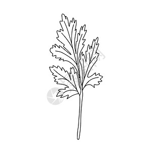 西兰苔在白色背景上孤立的西兰特罗 鲜香绿色草药的矢量插图树叶厨房芳香美食叶子香气蔬菜标识食物香料插画